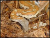 blood python