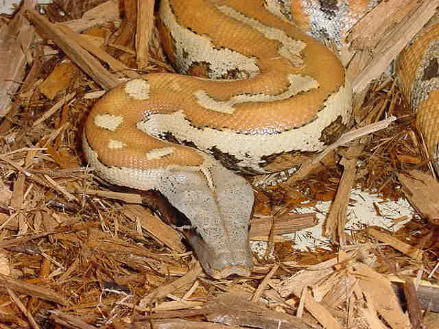 blood python