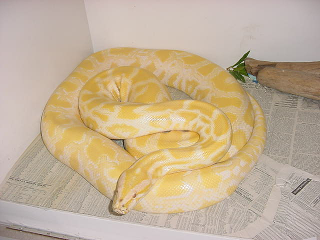 albino burm