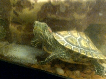 Baby red-eared slider