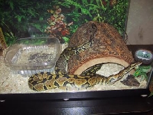 My Two Ball Pythons