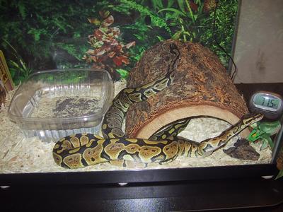 My Two Ball Pythons