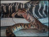 Ball Python eating