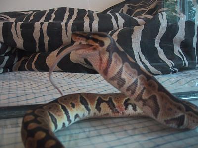 Ball Python eating