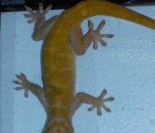 What Kind of Gecko do I have?