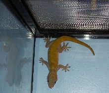 What kind of Gecko do I have?