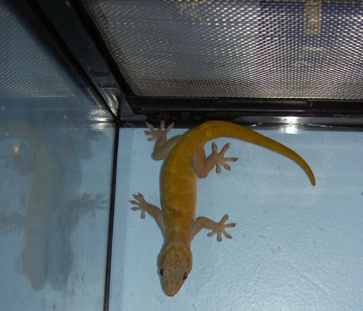 What kind of Gecko do I have?