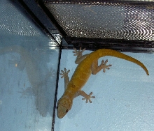 What Kind of Gecko do I have?