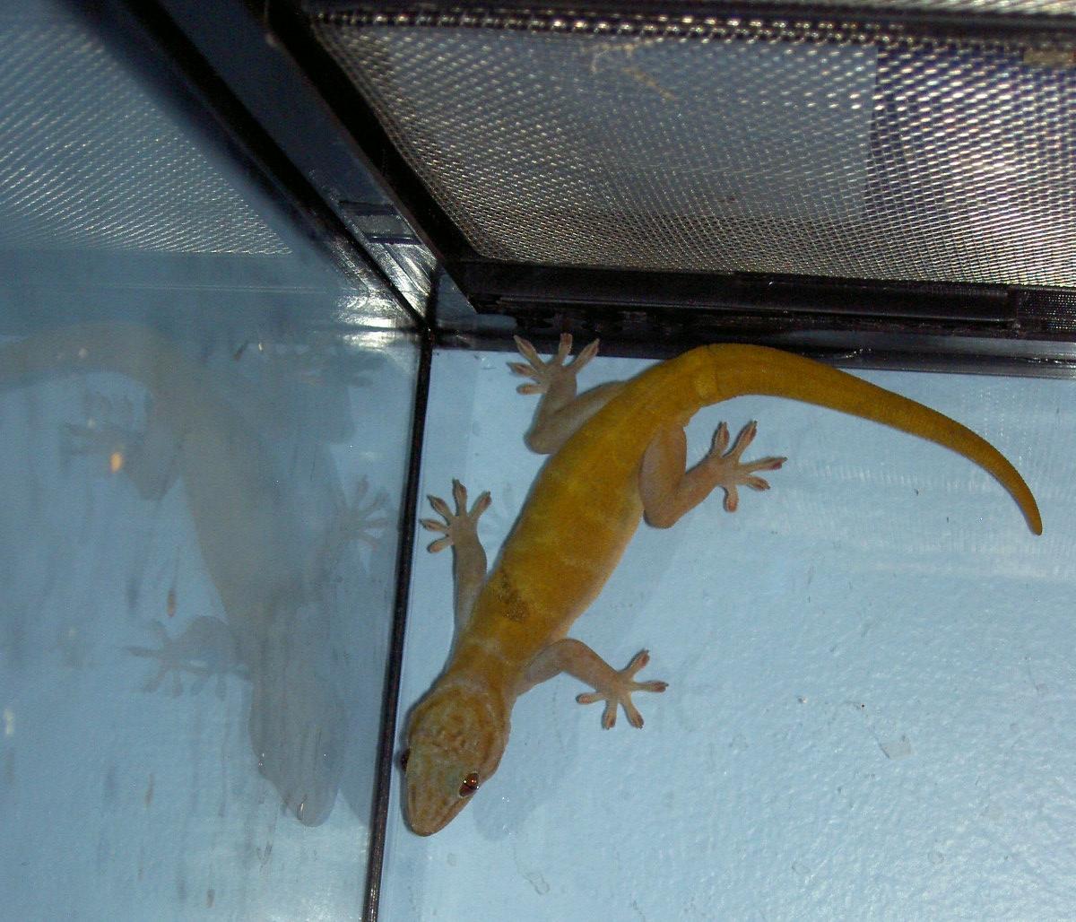 What Kind of Gecko do I have?