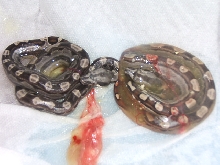 2 motleys