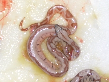 poss super hypo/harlequin