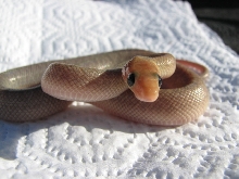 baja rat