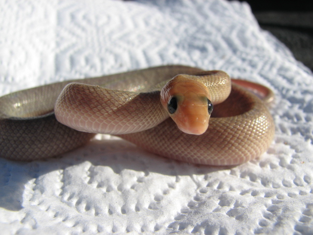 baja rat