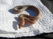 baja rat