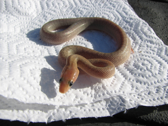 baja rat