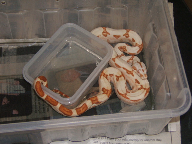 poss super sunglow