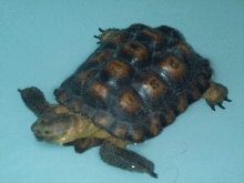 Rescue