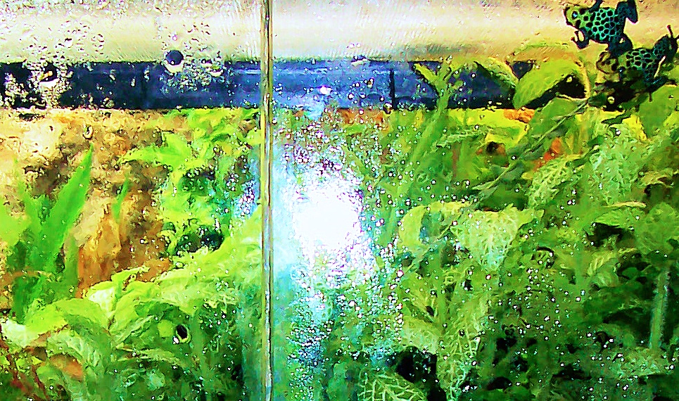 D. Imitator Vivarium