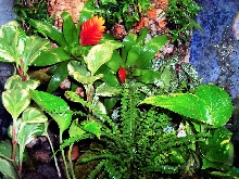D. Imitator Vivarium