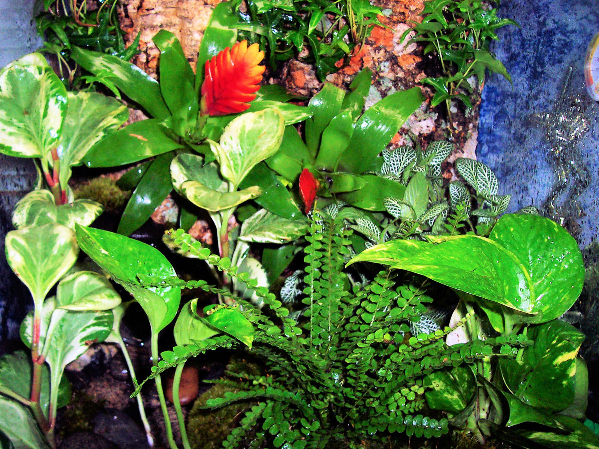 D. Imitator Vivarium