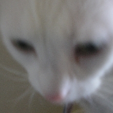 Jenkinz