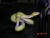 Unknown Biak Yearling - Killer Chondros