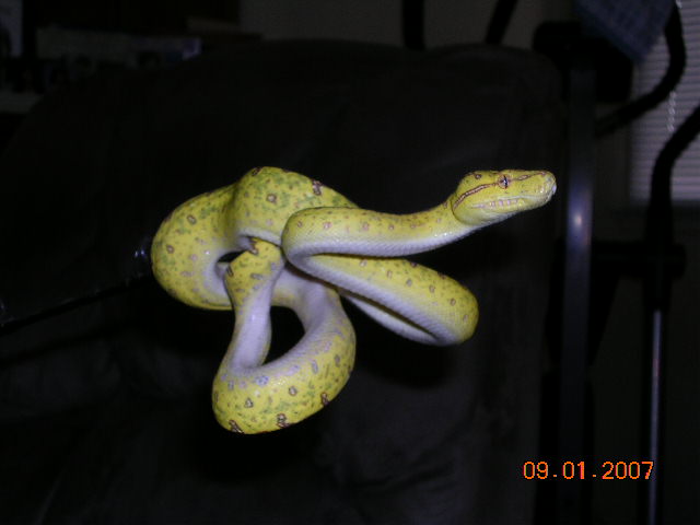 Unknown Biak Yearling - Killer Chondros