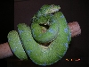 Female Sorong Sub Adult - Killer Chondros