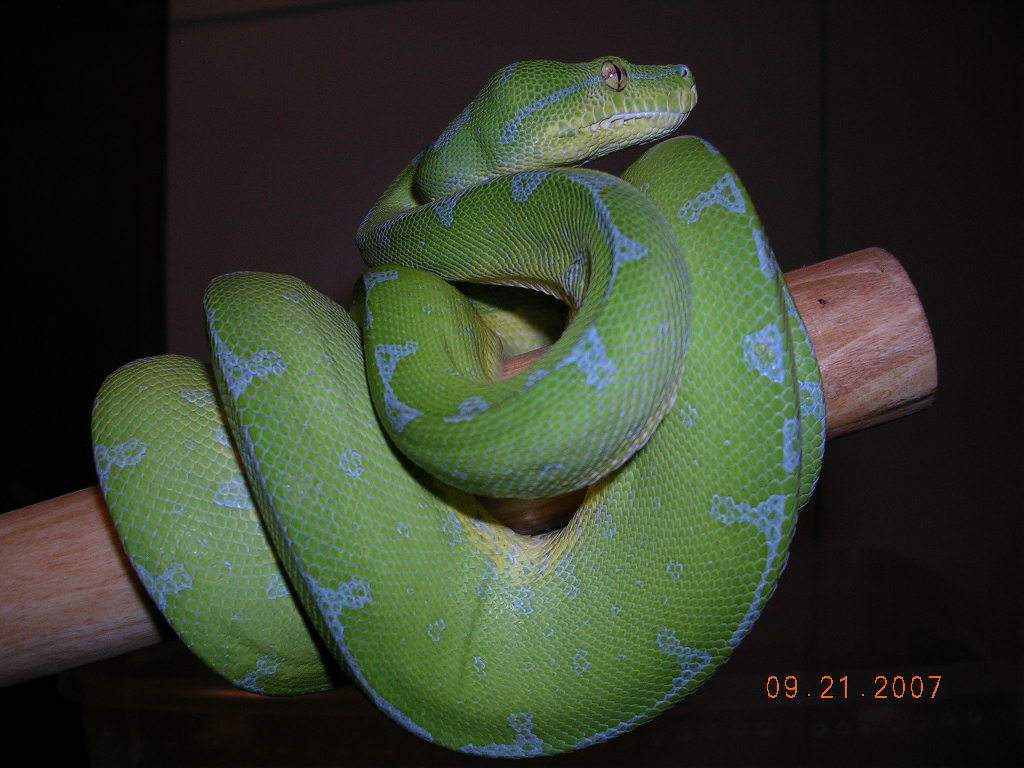 Female Sorong Sub Adult - Killer Chondros