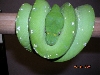 Male Aru Sub Adult - Killer Chondros