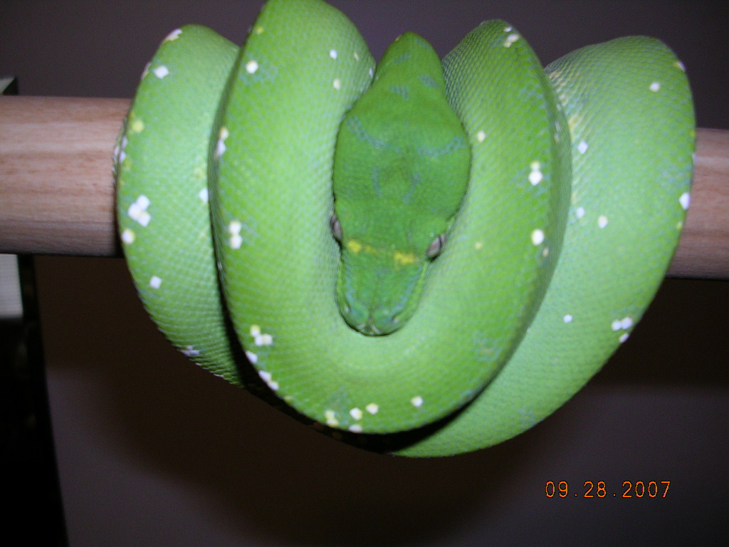 Male Aru Sub Adult - Killer Chondros