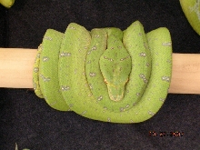 Killer Chondros