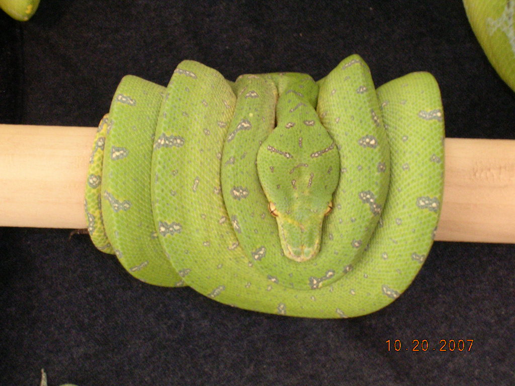 Killer Chondros