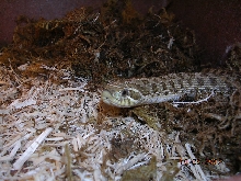 Killer Chondros