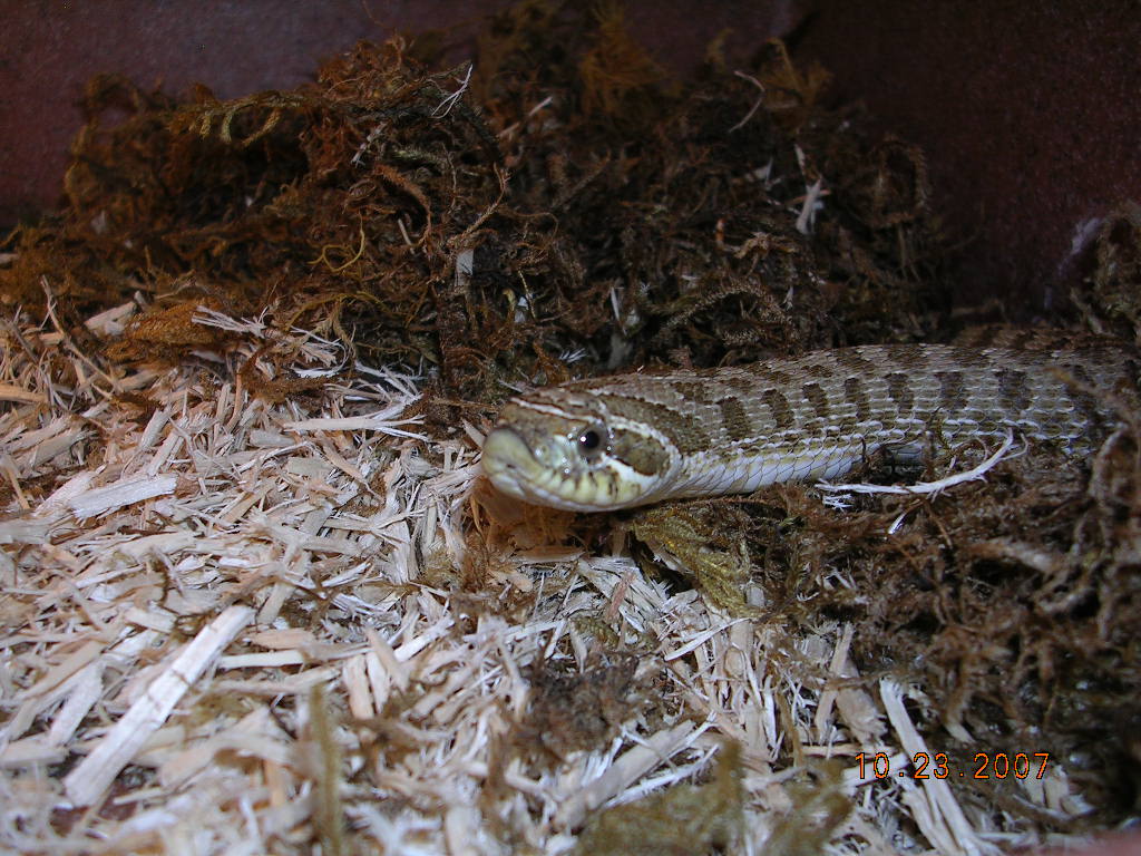 Killer Chondros