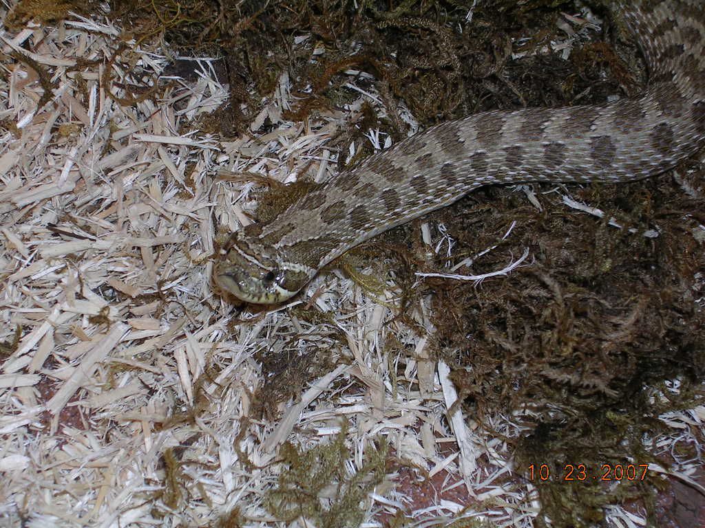 Killer Chondros