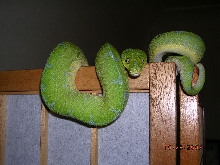 KIller Chondros