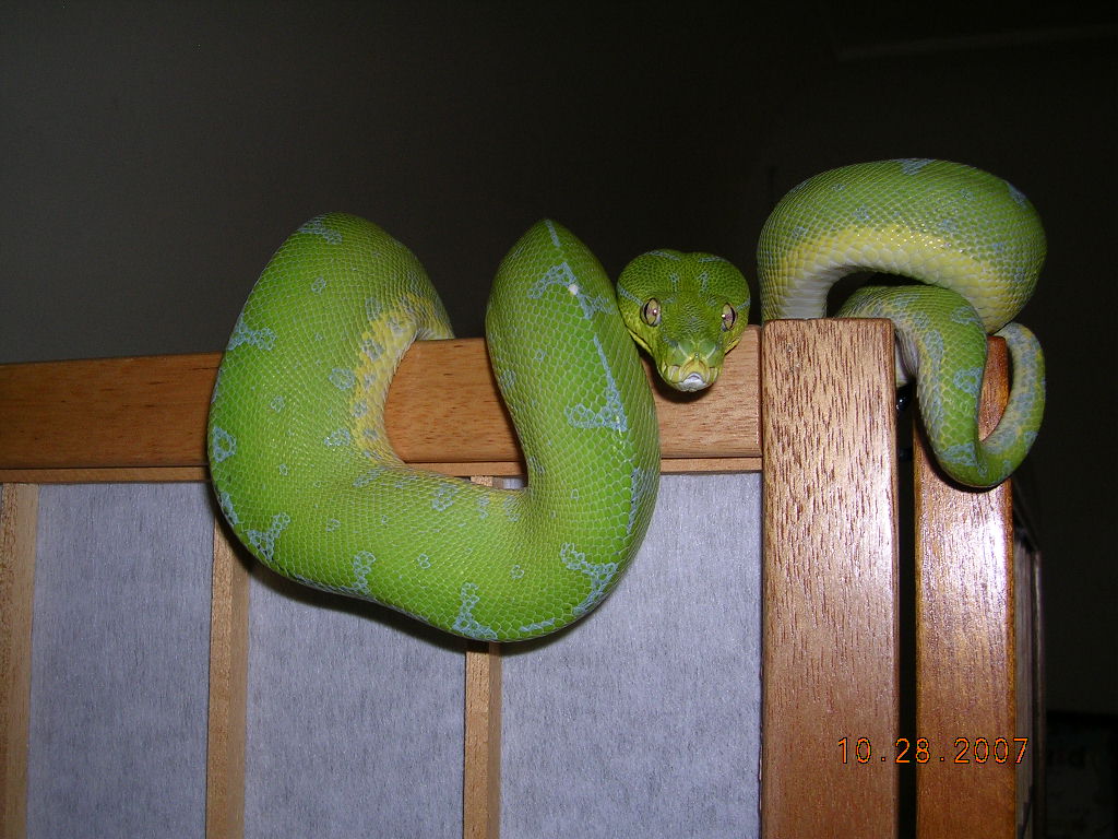 KIller Chondros