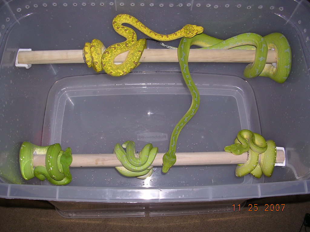Killer Chondros