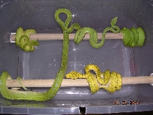 Killer Chondros