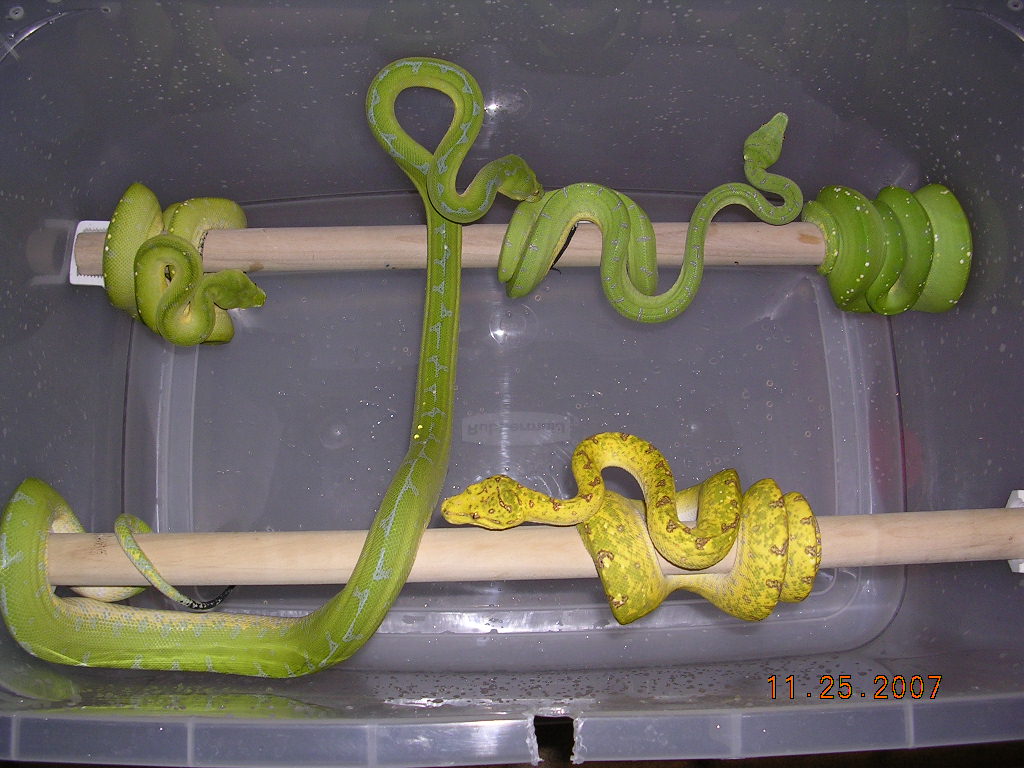 Killer Chondros