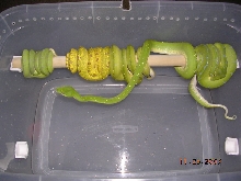 Killer Chondros