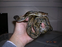 Killer Chondros