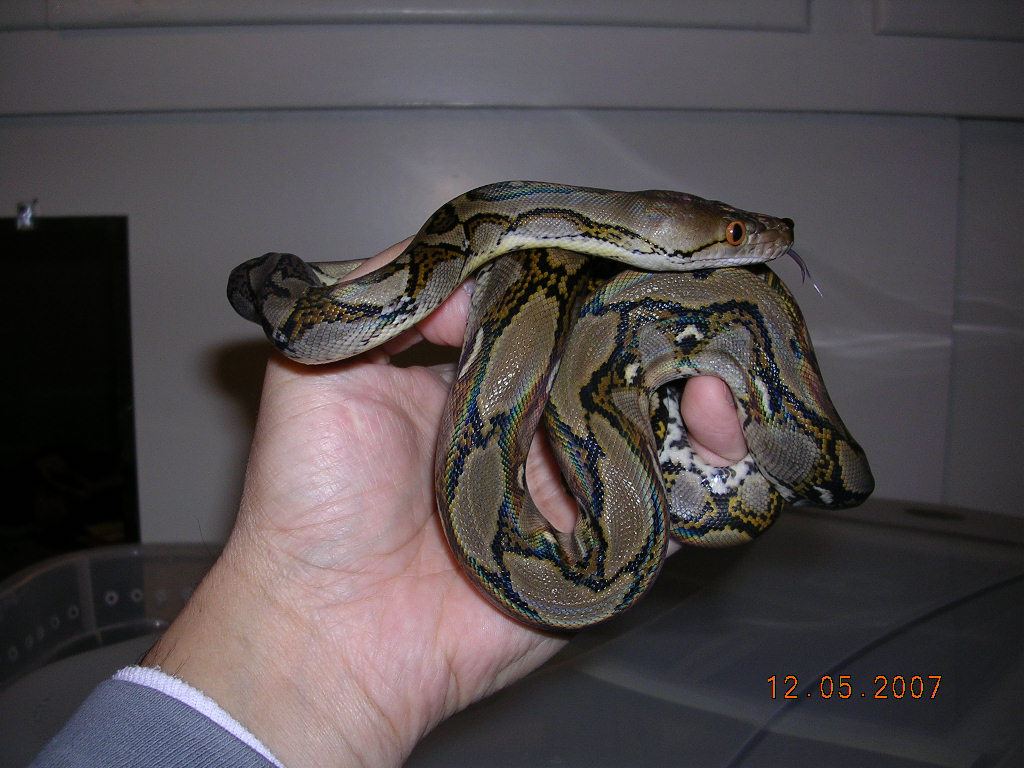 Killer Chondros
