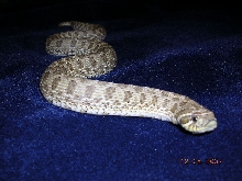 Killer Chondros
