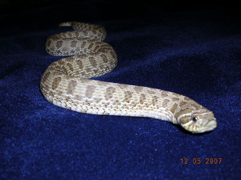 Killer Chondros