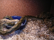 Killer Chondros