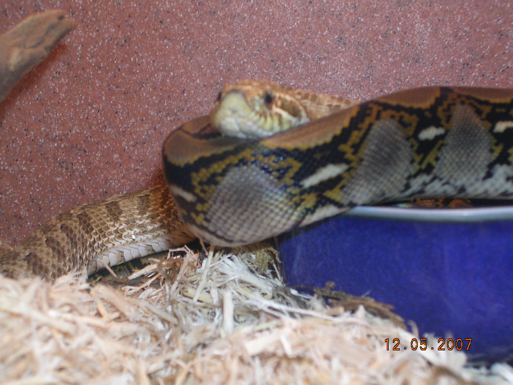 Killer Chondros