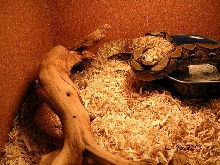 Killer Chondros