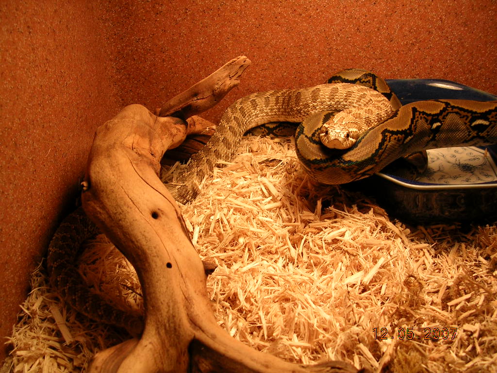 Killer Chondros
